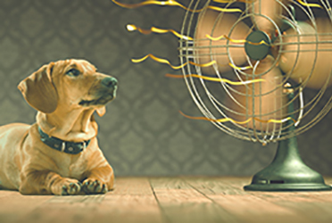 A dog lying in front of an electric fan on a hot day in Beltsville